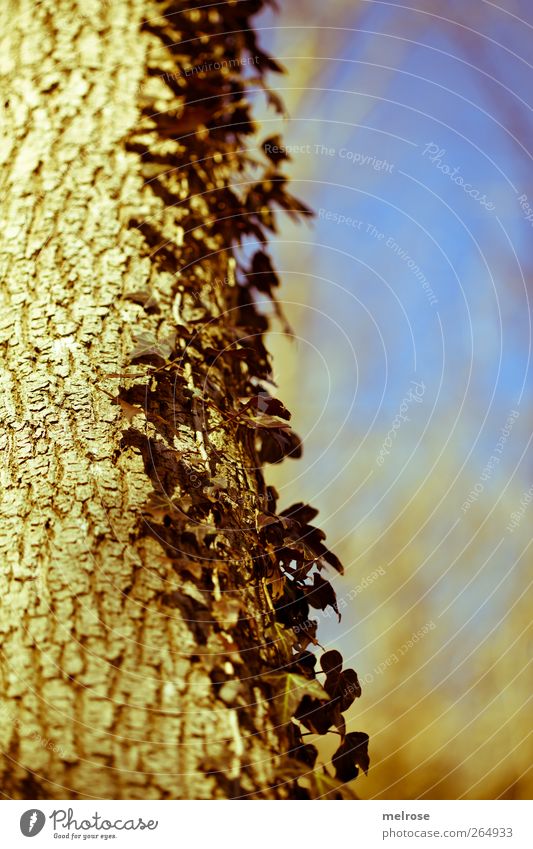 Efeuranke Umwelt Natur Landschaft Himmel Sonnenlicht Frühling Schönes Wetter Pflanze Baum "Efeuranke Baumrinde Kletterpflanze" Blühend Erholung festhalten