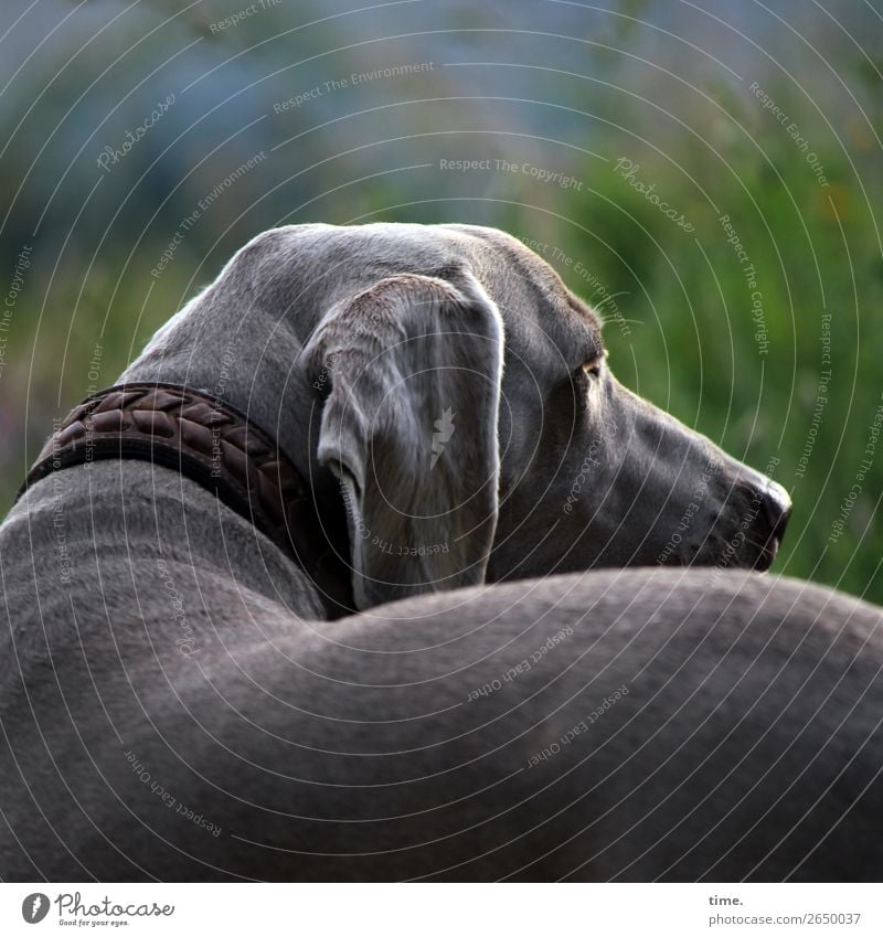 Tia Schönes Wetter Wiese Tier Haustier Hund Hundehalsband beobachten hören Blick lernen warten muskulös natürlich schön feminin Wachsamkeit Gelassenheit