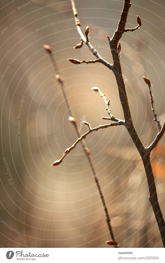 Frühlings Erwachen Baum Zweige u. Äste Frieden Beginn Blattknospe aufwachen sprießen Baumschössling Neuanfang ruhig Kontinuität Kreislauf zart braun entstehen