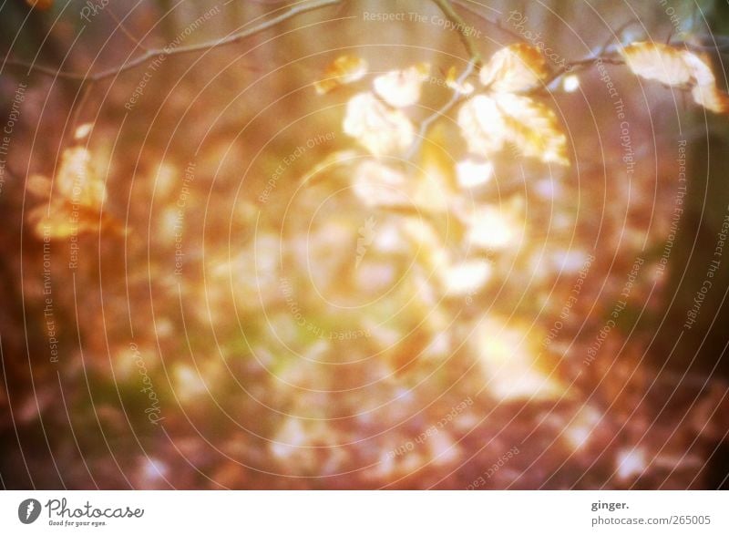 Ich kann Gold machen. Umwelt Natur Pflanze Sonnenlicht Schönes Wetter Sträucher Blatt Wald braun gold strahlend diffus außergewöhnlich Filter Zweige u. Äste