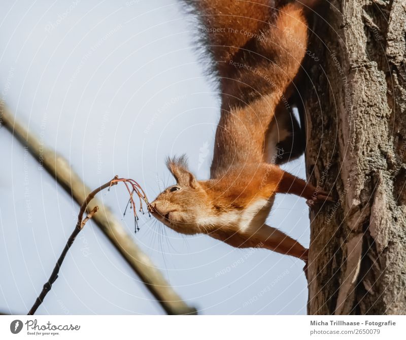 Schnüffelndes Eichhörnchen Natur Tier Himmel Sonnenlicht Schönes Wetter Baum Wildtier Tiergesicht Fell Krallen Pfote Nase Maul Ohr 1 Duft entdecken hängen nah