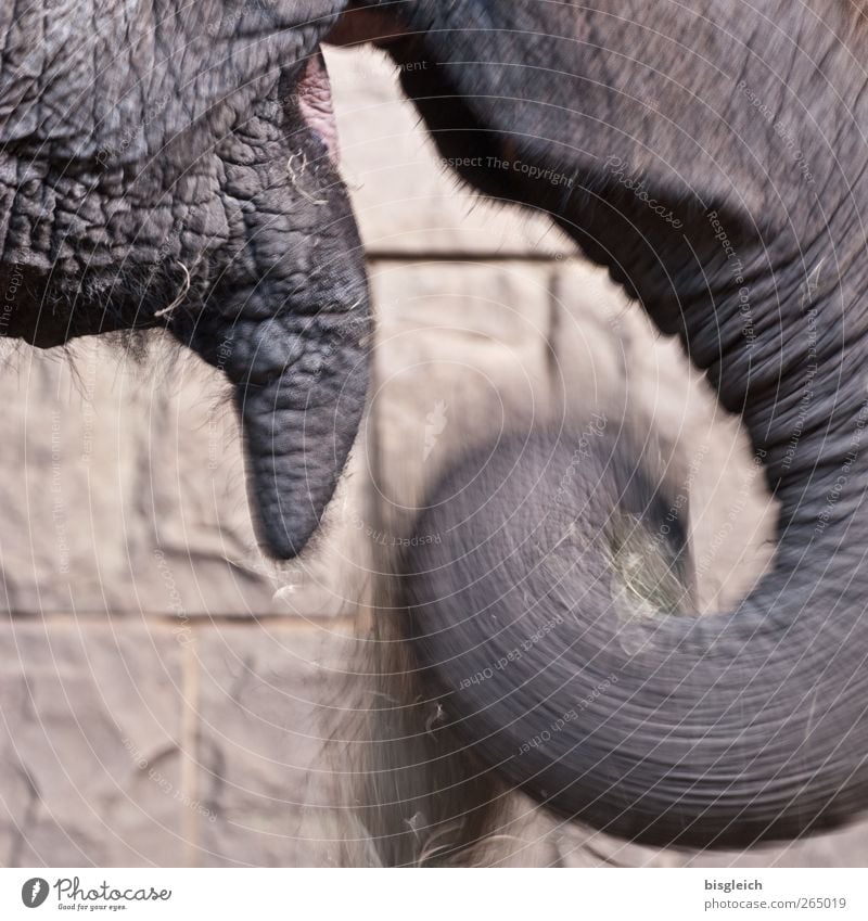 Elefantenfütterung Ernährung Tier Wildtier Zoo Elefantenrüssel Rüssel 1 Fressen füttern braun grau Zufriedenheit Farbfoto Gedeckte Farben Außenaufnahme