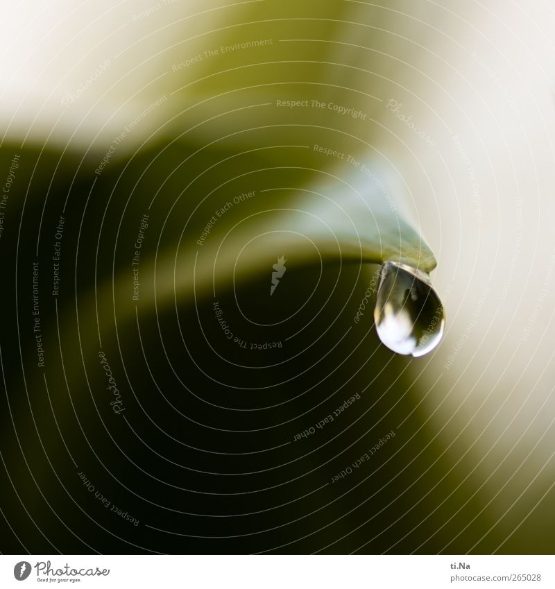 Lebenstropfen Pflanze Wasser Wassertropfen Blatt Grünpflanze Nutzpflanze Wildpflanze Bärlauch glänzend hängen schaukeln warten klein nass natürlich Farbfoto