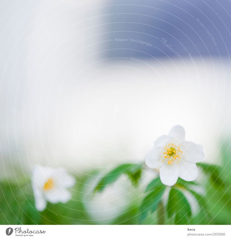 Schneeweißchen Umwelt Natur Pflanze Frühling Schönes Wetter Blume Blatt Blüte Buschwindröschen Blühend Duft verblüht Wachstum authentisch eckig einfach