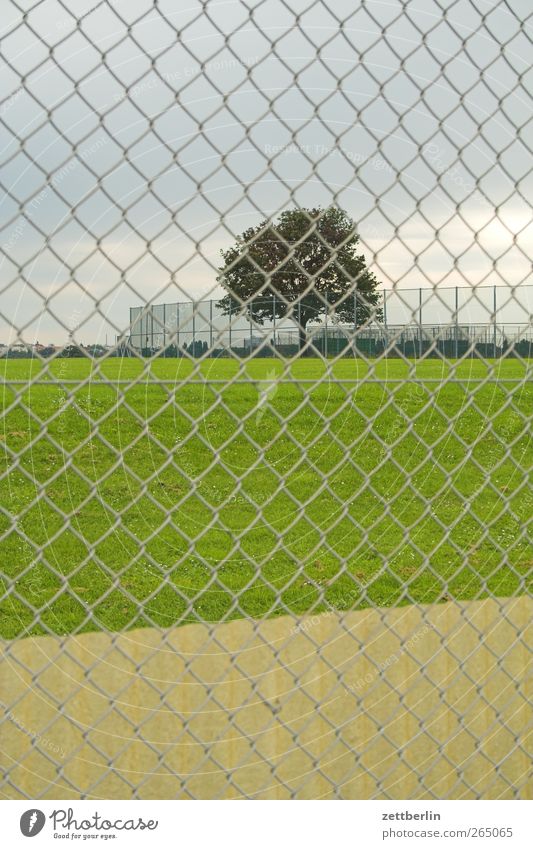 Baum hinterm Zaun Umwelt Natur Landschaft Erde Sand Himmel Sommer Klima Klimawandel Wetter Wind Garten Park Wiese Feld gut Maschendrahtzaun Baumstamm Gras