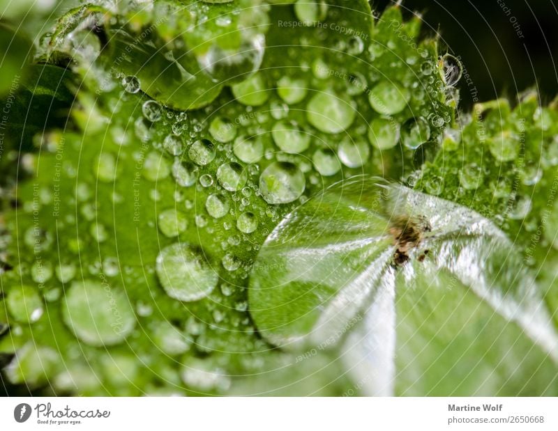 Perlen des Lebens Umwelt Natur Urelemente Wasser Wassertropfen Pflanze Blatt Grünpflanze grün Europa Gorßbritannien Loch Torridon Schottland Farbfoto