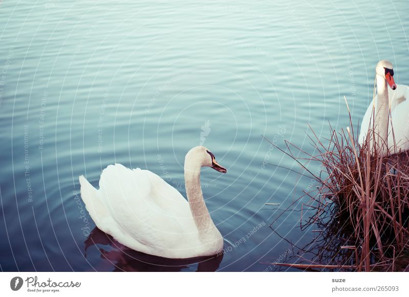 *Schöne Augen mach* Umwelt Natur Tier Wasser Gras Seeufer Wildtier Vogel Schwan 2 Tierpaar beobachten ästhetisch schön blau weiß Stimmung Feder Schwanensee