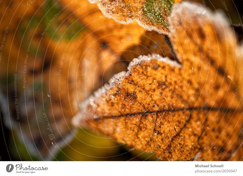 Herbstfarbenblatt Umwelt Natur Pflanze Blatt Wald authentisch einfach kalt natürlich trocken braun Vergänglichkeit gefroren Farbfoto Außenaufnahme Nahaufnahme