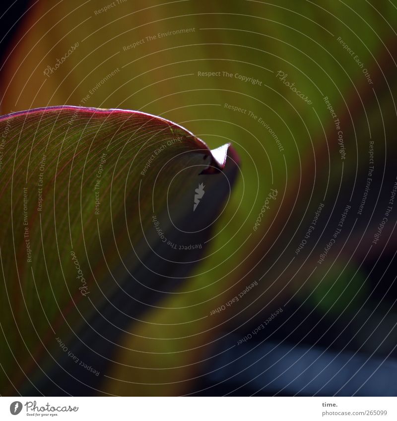 vorlaut Pflanze Blatt Grünpflanze Linie dunkel exotisch weich Lebensfreude ästhetisch Inspiration Natur Zeit Blattadern grün Farbfoto Gedeckte Farben