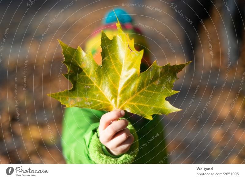 Blätterdieb Sinnesorgane Erntedankfest Kind Kleinkind Mädchen Kindheit Glück mehrfarbig gelb Vorsicht Gelassenheit Herbst Herbstlaub Blatt Kindergarten Farbfoto