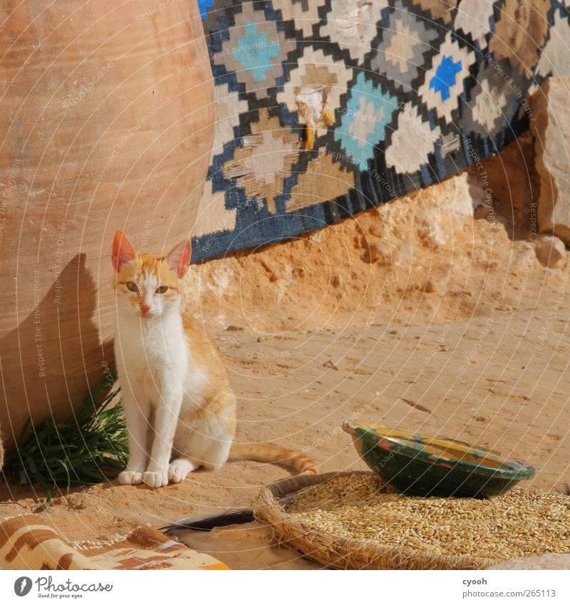 Die Ohren spitzen... Haustier Katze 1 Tier Tierjunges dünn Wachsamkeit hören beobachten Teppich berberwohnung Innenhof Getreide Katzenbaby Neigung