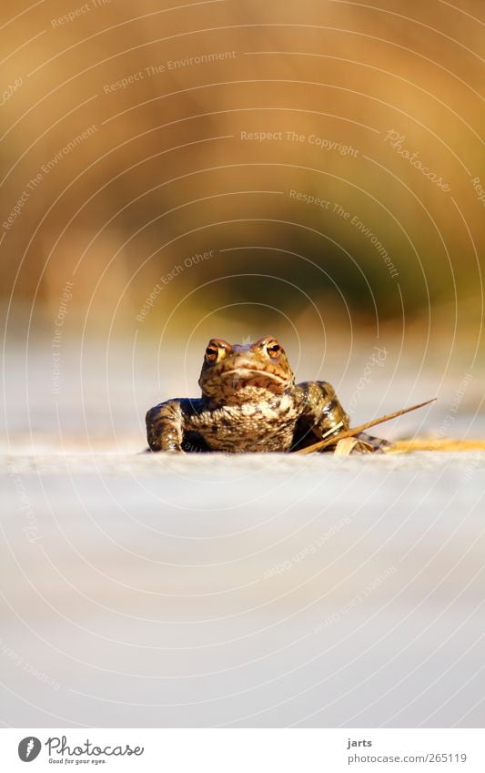 Froschperspektive Wildtier 1 Tier nass weich Natur Kröte Farbfoto Außenaufnahme Nahaufnahme Menschenleer Textfreiraum oben Textfreiraum unten Tag