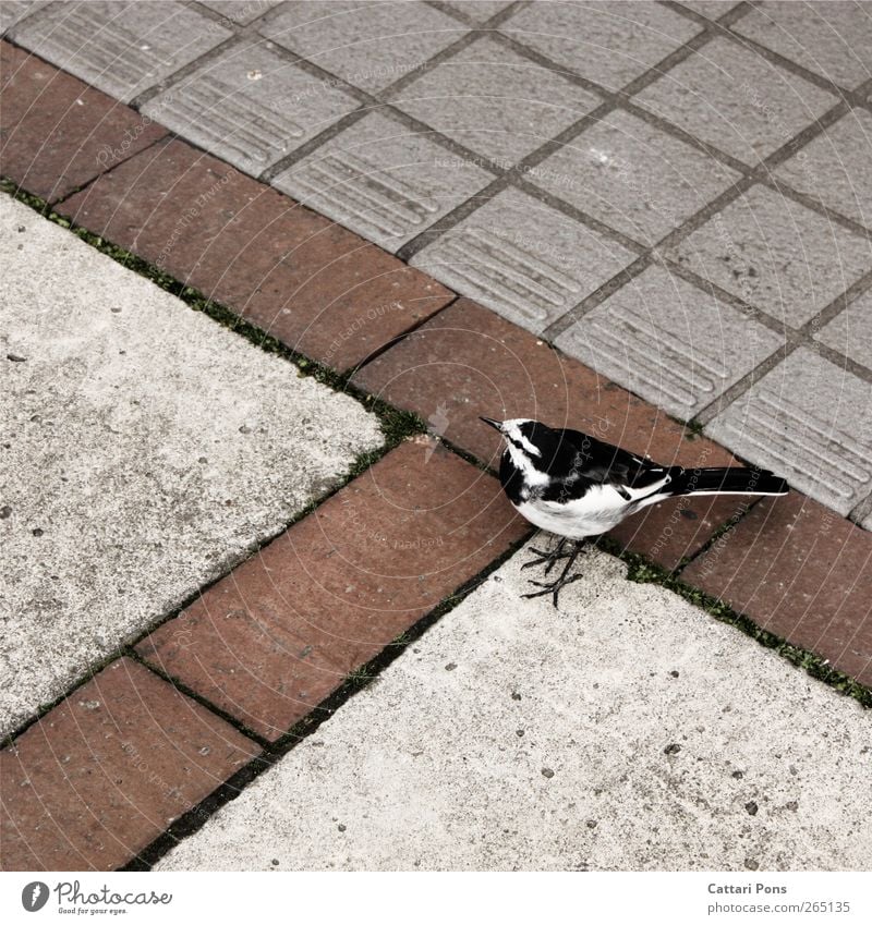 ein wenig Farbe Tier Wildtier Vogel Flügel Feder 1 beobachten stehen nah trist wild Muster Stein Boden Farblosigkeit schwarz weiß Farbfoto Außenaufnahme Tag