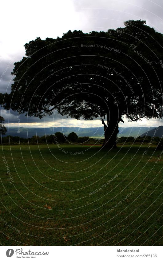 alt wie ein baum... Freizeit & Hobby Tourismus Safari Sommer Umwelt Natur Landschaft Wolken Horizont Baum Blatt Wiese Tansania ruhig Ferne Erde Tal Vulkankrater