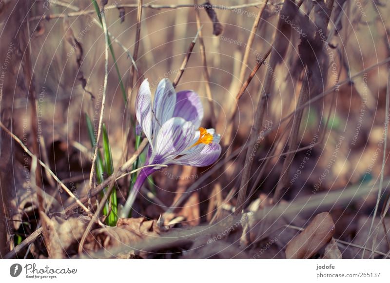 au revoir tristesse Umwelt Natur Pflanze Sonne Sonnenlicht Schönes Wetter Blume Blühend leuchten Wachstum Lebensfreude Krokusse Frühling vertrocknetes laub