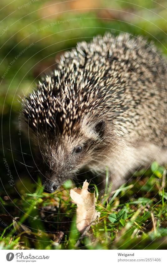 Igel Umwelt Natur Tier Garten Park 1 braun Farbfoto Außenaufnahme Schwache Tiefenschärfe