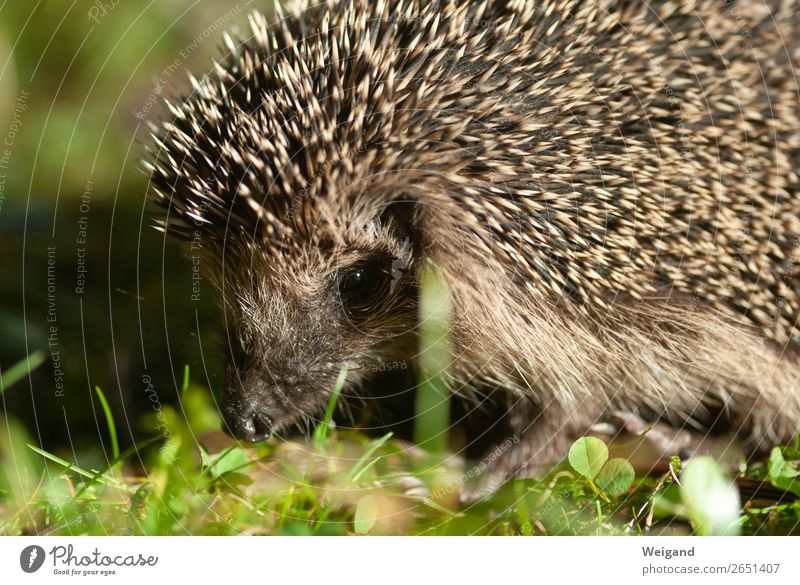 Igel Umwelt Natur Tier Garten Park Wiese Nutztier 1 laufen Farbfoto Unschärfe