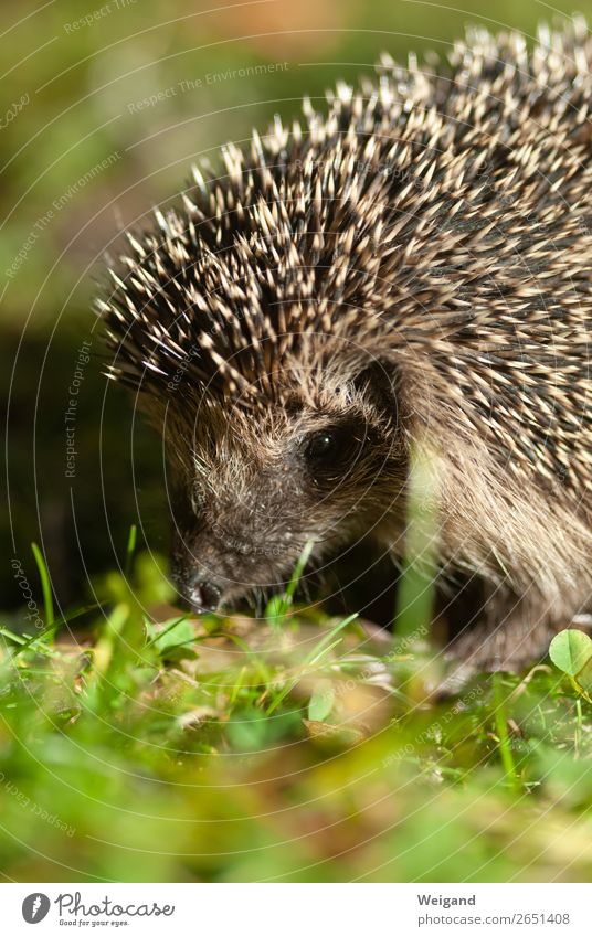 Igel Essen Wissenschaften Kindergarten Umwelt Natur Tier 1 füttern Herbst Stachel Farbfoto Textfreiraum unten Schwache Tiefenschärfe