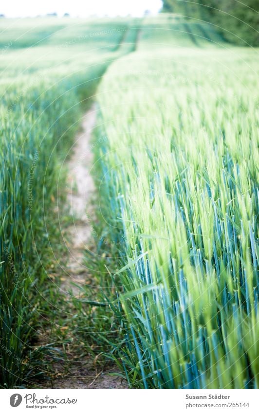 ll llll Pflanze Sträucher Feld Hügel Wachstum Feldfrüchte Kornfeld Getreide Getreidefeld Landwirtschaft Ähren Nutzpflanze Detailaufnahme Strukturen & Formen Tag