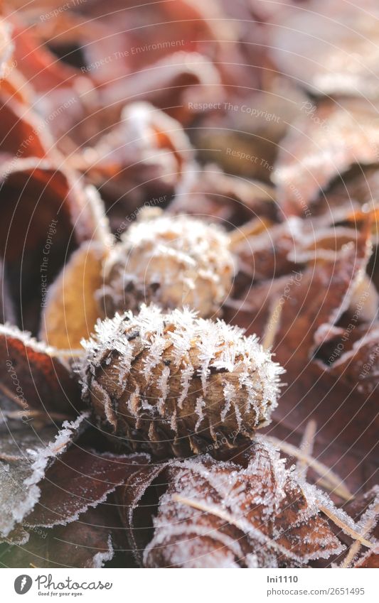 Lärchenzapfen mit Raureif Natur Pflanze Herbst Baum Wildpflanze Garten Park Wald braun gelb orange schwarz weiß Herbstlaub Frost Kristalle Zuckerrand Futter