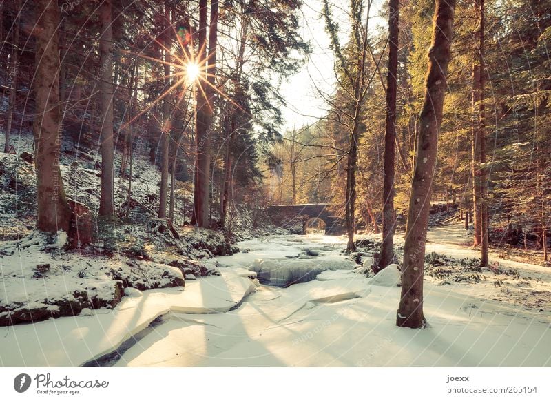 Brücke Natur Himmel Sonne Sonnenlicht Winter Schönes Wetter Eis Frost Schnee Baum Wald Bach schön braun gelb schwarz weiß Warmherzigkeit ruhig Idylle kalt Klima