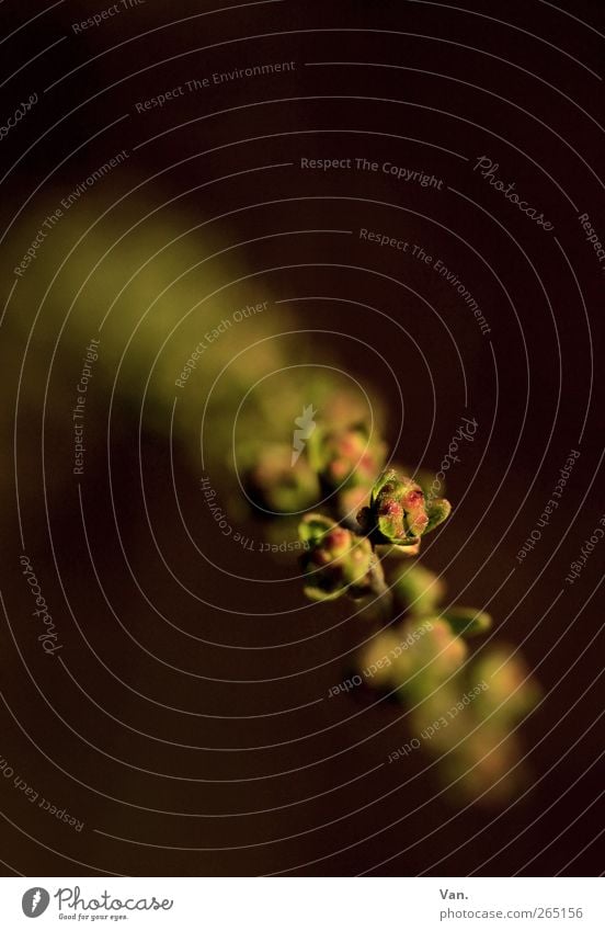 Komm ins Licht Natur Pflanze Frühling Sträucher Blatt Blütenknospen Zweig Garten Wachstum braun gelb grün Farbfoto Gedeckte Farben Außenaufnahme Nahaufnahme