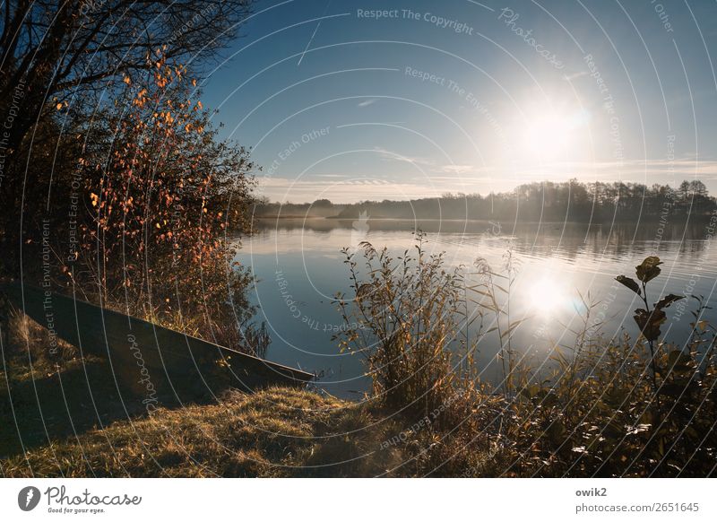 Abgesoffen Umwelt Natur Landschaft Pflanze Wasser Wolkenloser Himmel Horizont Sonne Herbst Schönes Wetter Baum Sträucher Blatt Wildpflanze Zweig Halm Seeufer