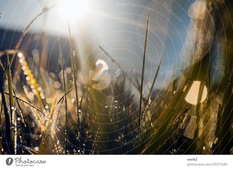 Grasland Umwelt Natur Landschaft Urelemente Luft Wassertropfen Wolkenloser Himmel Sommer Sträucher Wildpflanze Halm Wiese glänzend leuchten Wachstum dünn frisch