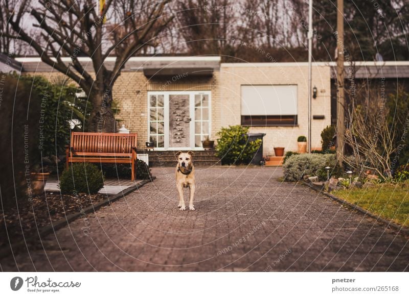 Wer kommt da? Natur Wetter Baum Sträucher Garten Dorf Kleinstadt Stadtrand bevölkert Haus Einfamilienhaus Platz Mauer Wand Fenster Tür Tier Haustier Hund 1