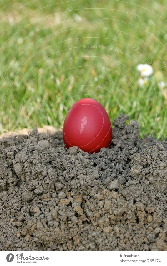 Gruß vom Osterhasen Natur Schönes Wetter Wiese braun grün Ostern Osternest Erde maulwurfshügel rot Osterei Außenaufnahme Nahaufnahme Menschenleer