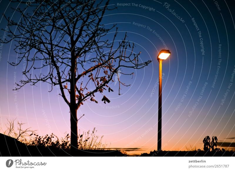 Beleuchteter Einzelbaum Abend Abenddämmerung Berlin Farbenspiel Feierabend Himmel Himmel (Jenseits) Schöneberg Sonnenuntergang Stadt Stadtleben Baum Blatt