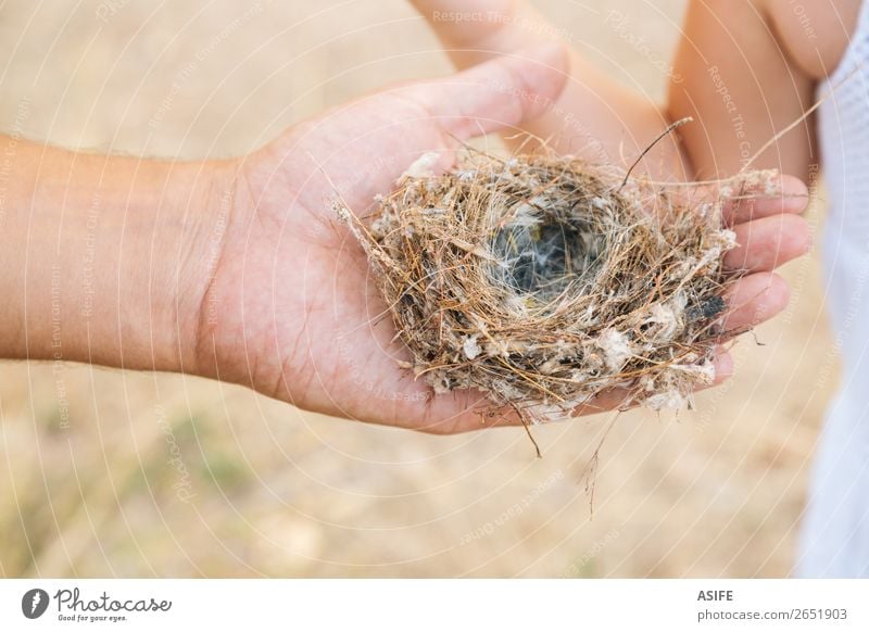 Leeres Nest in Papas Hand Leben Sommer Kind Schule Kleinkind Eltern Erwachsene Vater Natur Vogel Liebe klein Neugier Tochter Mädchen Elternschaft Menschen