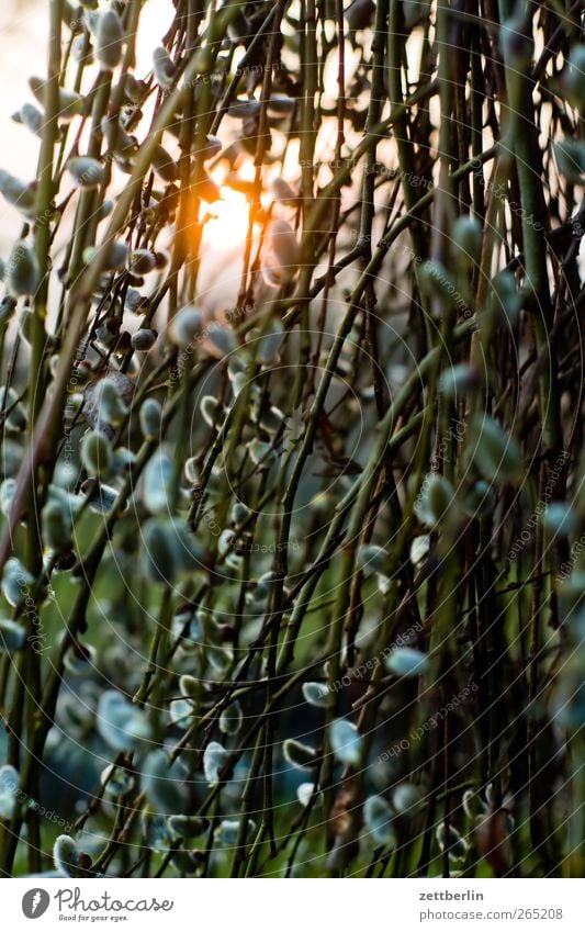 Sonne hinter Weide Garten Umwelt Natur Landschaft Pflanze Frühling Klima Klimawandel Wetter Schönes Wetter Baum Sträucher Blatt Stimmung gartenkolonie himmel