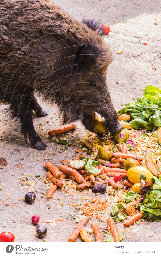 mehrere Jabalies, die Obst und Gemüse essen. Frucht Essen Jagd Umwelt Natur Tier Herbst Baum Wald Pelzmantel Nutztier Wildtier 1 dunkel wild braun Angst