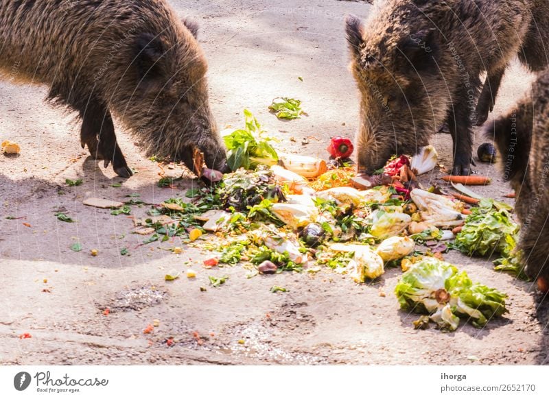 mehrere Jabalies, die Obst und Gemüse essen. Frucht Essen Jagd Umwelt Natur Tier Herbst Wald Pelzmantel Nutztier Wildtier 2 dunkel wild braun Angst gefährlich