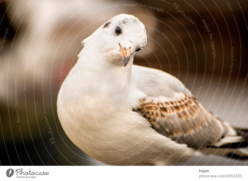 Lachmöwe auf einem Brückengeländer Tier Wildtier Vogel sitzen Larus ridibundus L. seagull wildlife Nahaufnah Ostsee Fauna Polen Farbfoto Außenaufnahme