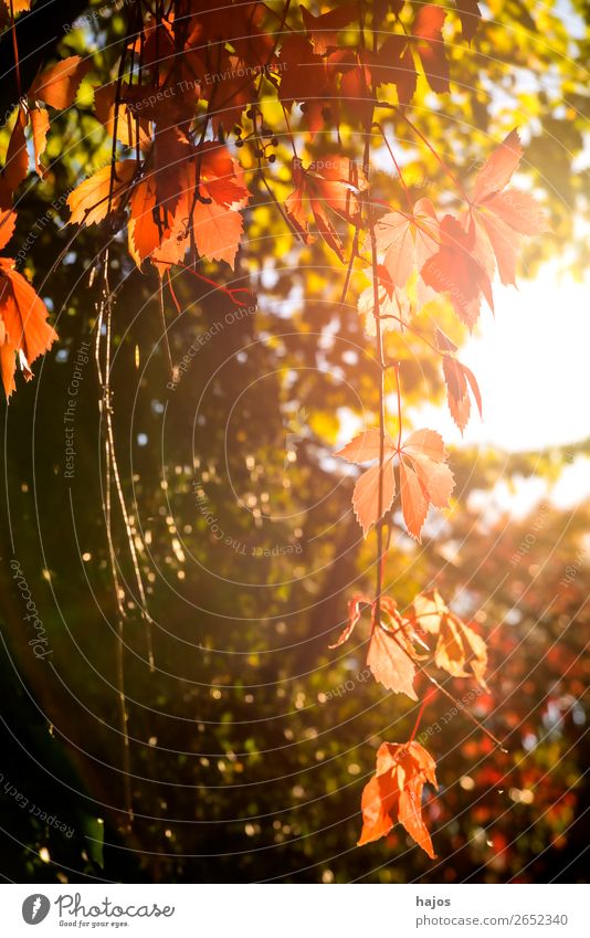 wilder Wein in Herbstfarben Natur Pflanze Mauer Wand rosa rot Wilder Wein gefärbt herbstlich bunt sonnig Gegenlicht hell jahreszeit Blatt Farbfoto Außenaufnahme