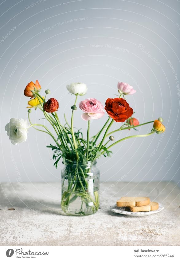 Ranunkel Lebensmittel Teigwaren Backwaren zwiebac Teller Glas Dekoration & Verzierung Kunstwerk Stillleben Blume Blumenstrauß Vase Holz frisch positiv blau gelb