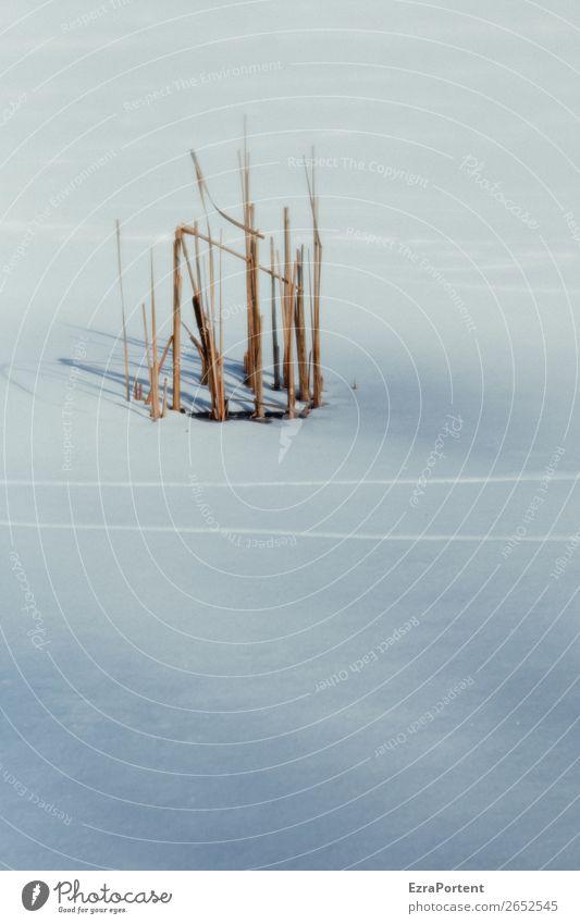 Büschel Umwelt Natur Landschaft Winter Eis Frost Schnee Pflanze See hell natürlich weiß ruhig kalt Linie Spuren Schilfrohr Rest Farbfoto Außenaufnahme