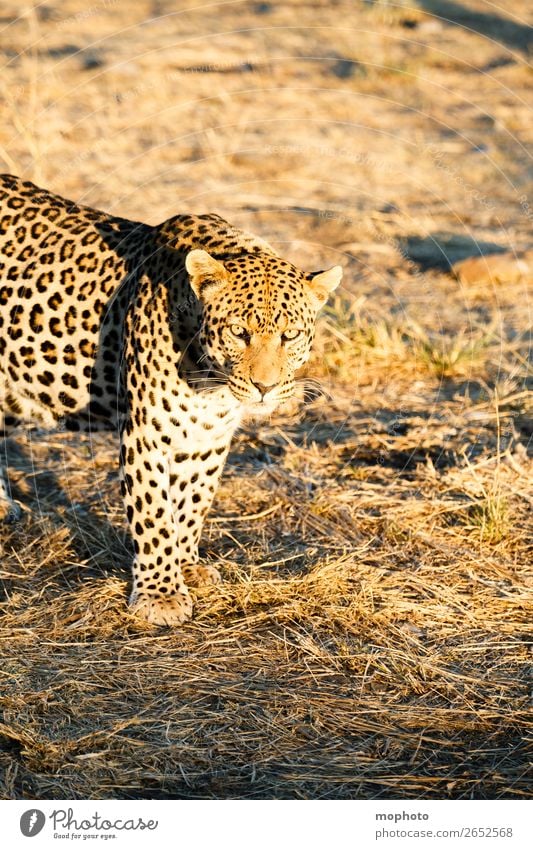 Leopard #8 Tourismus Safari Natur Tier Wildtier beobachten gefährlich Afrika Namibia Raubkatze blickkontakt lauert leopardenfell portrait Landraubtier reise