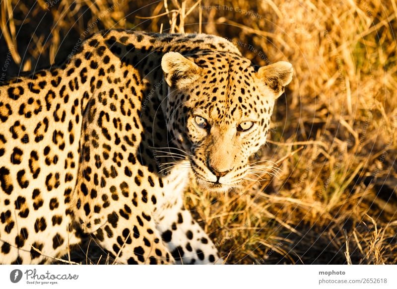 Leopard #7 Tourismus Safari Natur Tier Wildtier beobachten sitzen gefährlich Afrika Namibia Raubkatze blickkontakt lauert leopardenfell portrait Landraubtier