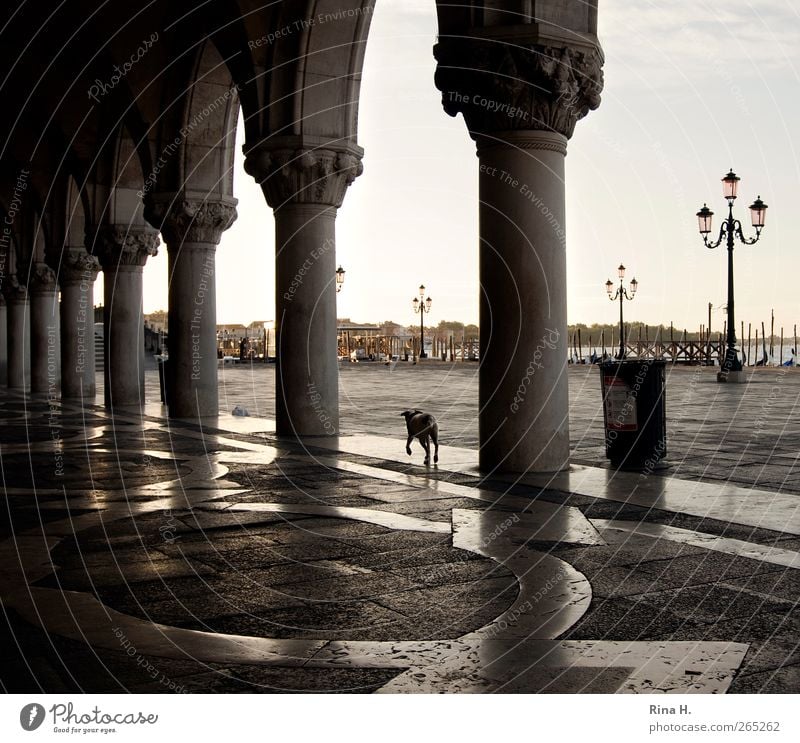 Hund sucht Herrchen Sonnenaufgang Sonnenuntergang Sommer Schönes Wetter Venedig Italien Gebäude Sehenswürdigkeit Tier Haustier 1 gehen Bekanntheit