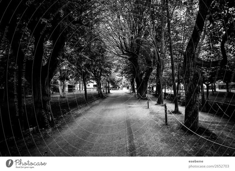 Bäume auf einem Naturpfad schön Ferien & Urlaub & Reisen Sommer Sonne Garten Paar Umwelt Landschaft Herbst Nebel Baum Blatt Park Wald Straße Wege & Pfade alt