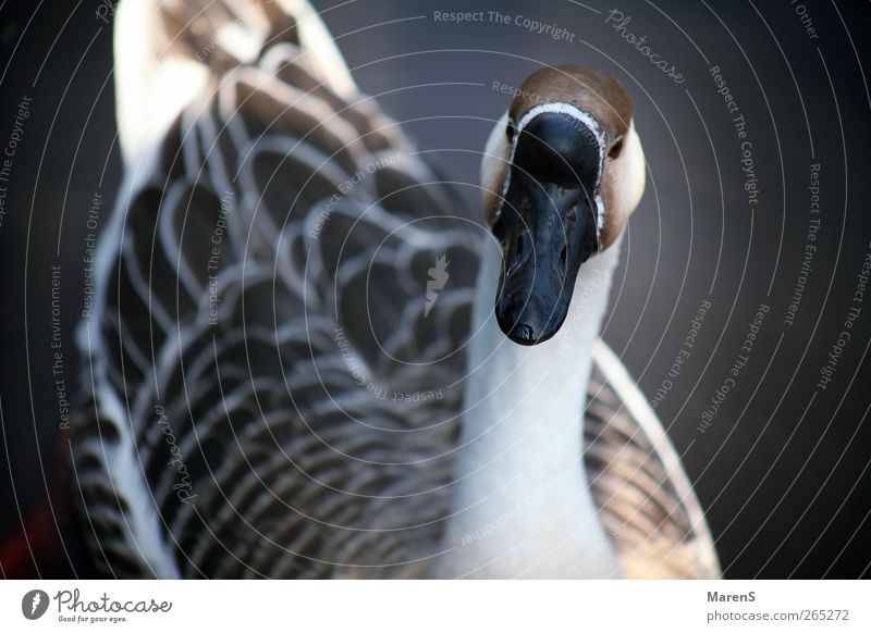 Gänsegeschnatter Natur Wildtier Flügel Gans 1 Tier Schwimmen & Baden frei Freundlichkeit Glück braun grau weiß Farbfoto Außenaufnahme Nahaufnahme Tag Licht