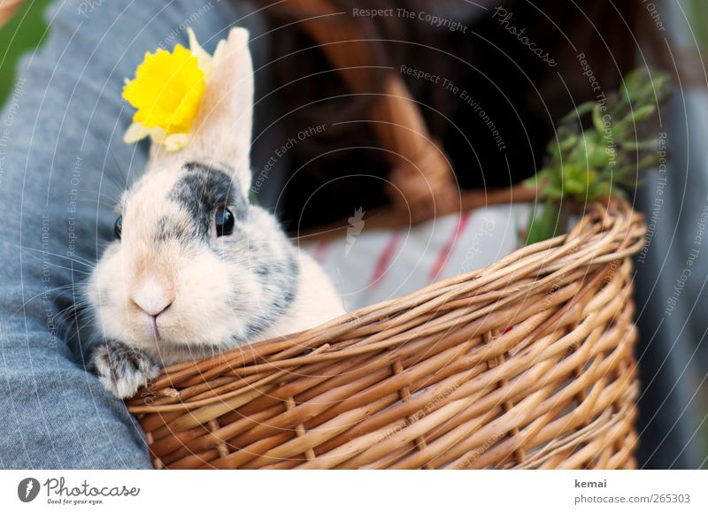 Würdevoll Ostern Natur Blume Tier Haustier Tiergesicht Pfote Hase & Kaninchen Zwerghase Zwergkaninchen Osterhase Hasenohren 1 Weidenkorb Korb Blick niedlich