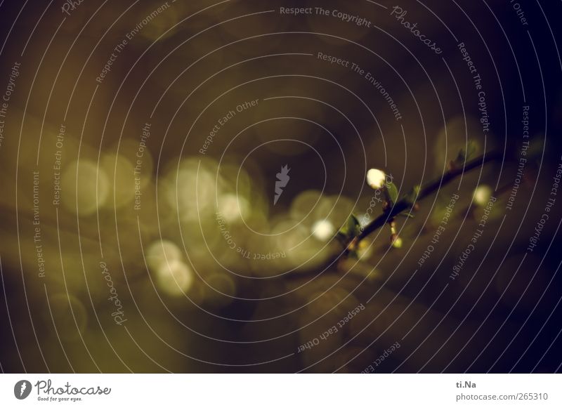 Blühbolzen Frühling Pflanze Baum Sträucher Blatt Blüte Wildpflanze Kricke Pflaumenbaum Garten Blühend Duft authentisch hell klein braun gelb grün weiß Farbfoto