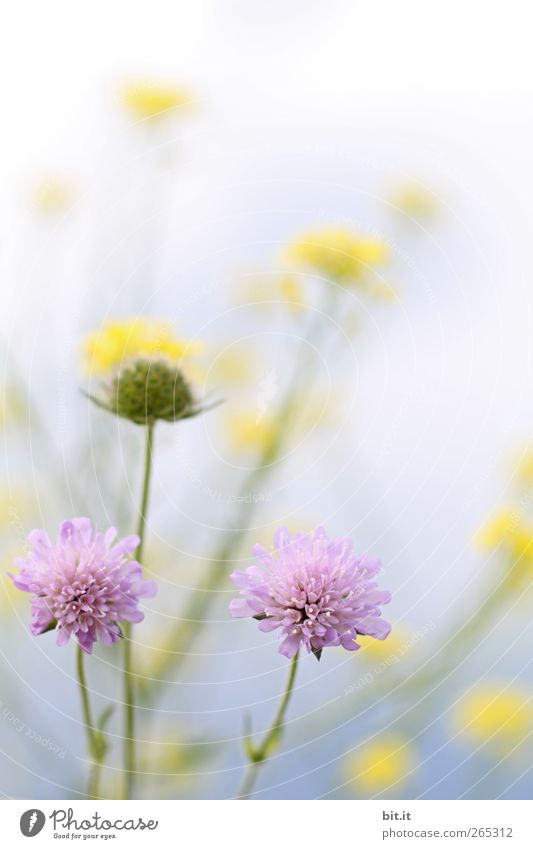 Frühlingswiese.. Valentinstag Muttertag Geburtstag Natur Pflanze Wolkenloser Himmel Sommer Schönes Wetter Blume Blüte Wildpflanze Wiese Blühend Duft Wachstum