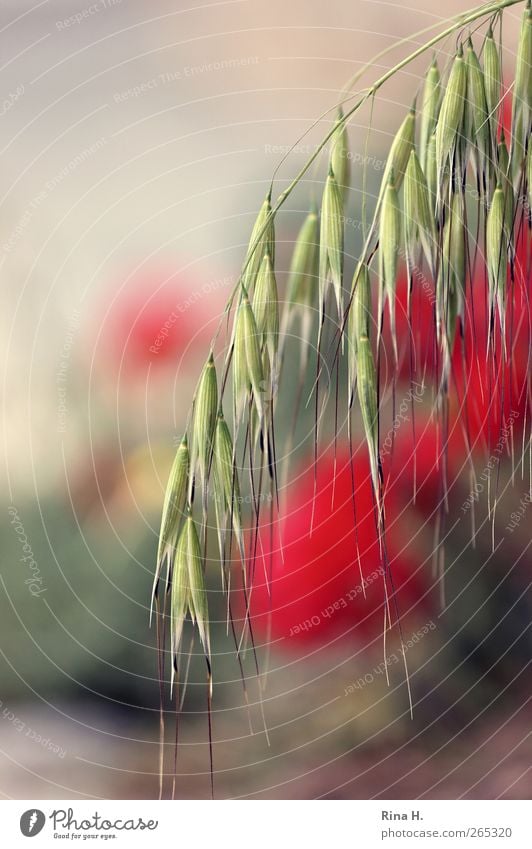 HaferMohn Natur Landschaft Pflanze Sommer Schönes Wetter Blume Blüte Nutzpflanze Wildpflanze Mohnblüte Haferähre Wiese Feld Blühend hängen Wärme gelb rot