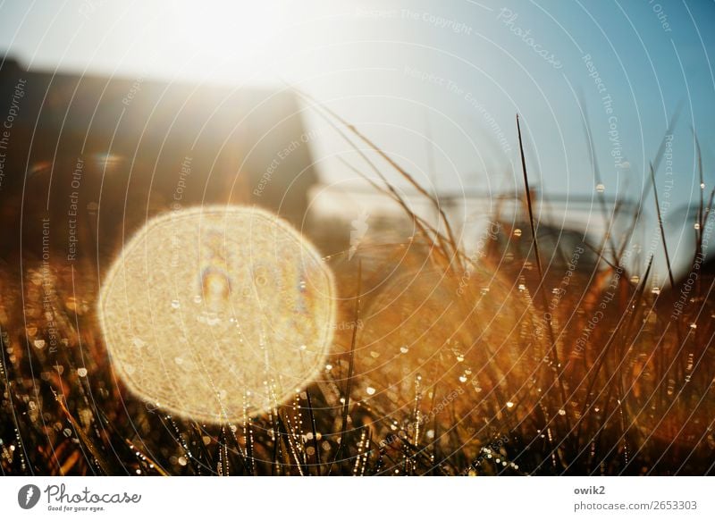 Hochglanzfoto Umwelt Natur Pflanze Wassertropfen Wolkenloser Himmel Horizont Herbst Schönes Wetter Gras Halm Wiese glänzend leuchten fantastisch klein nah unten