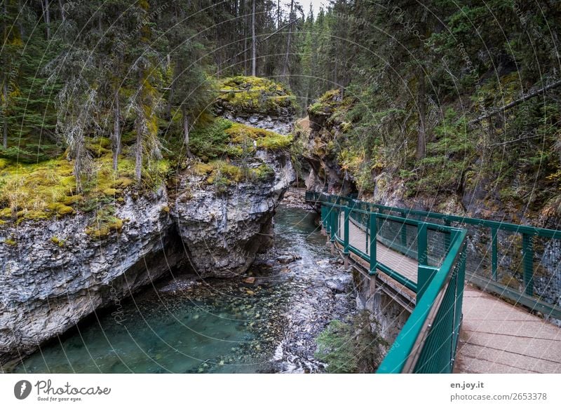 Wasserwege Ferien & Urlaub & Reisen Ausflug Abenteuer Expedition Natur Landschaft Urelemente Moos Wald Felsen Schlucht Johnston Canyon Fluss Wege & Pfade